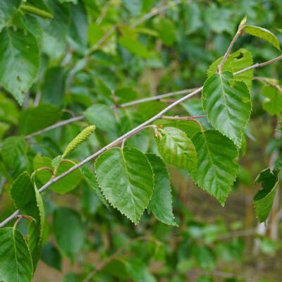 Betula utilis 'Doorenbos' (4)